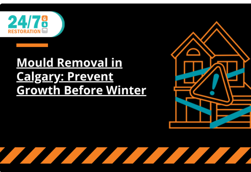 Mould Removal in Calgary: Prevent Growth Before Winter
