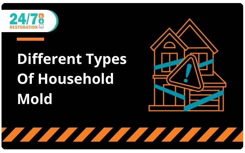 Different Types Of Household Mold