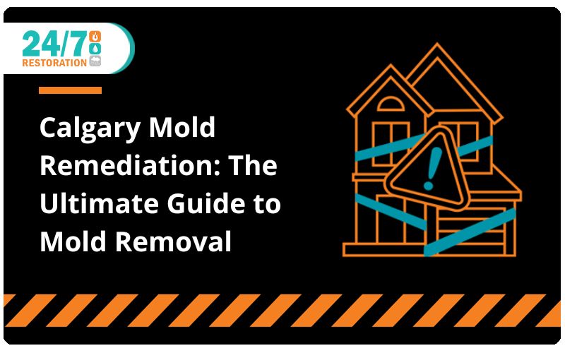 Calgary Mold Remediation: The Ultimate Guide to Mold Removal