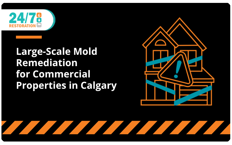 Large-Scale Mold Remediation for Commercial Properties in Calgary